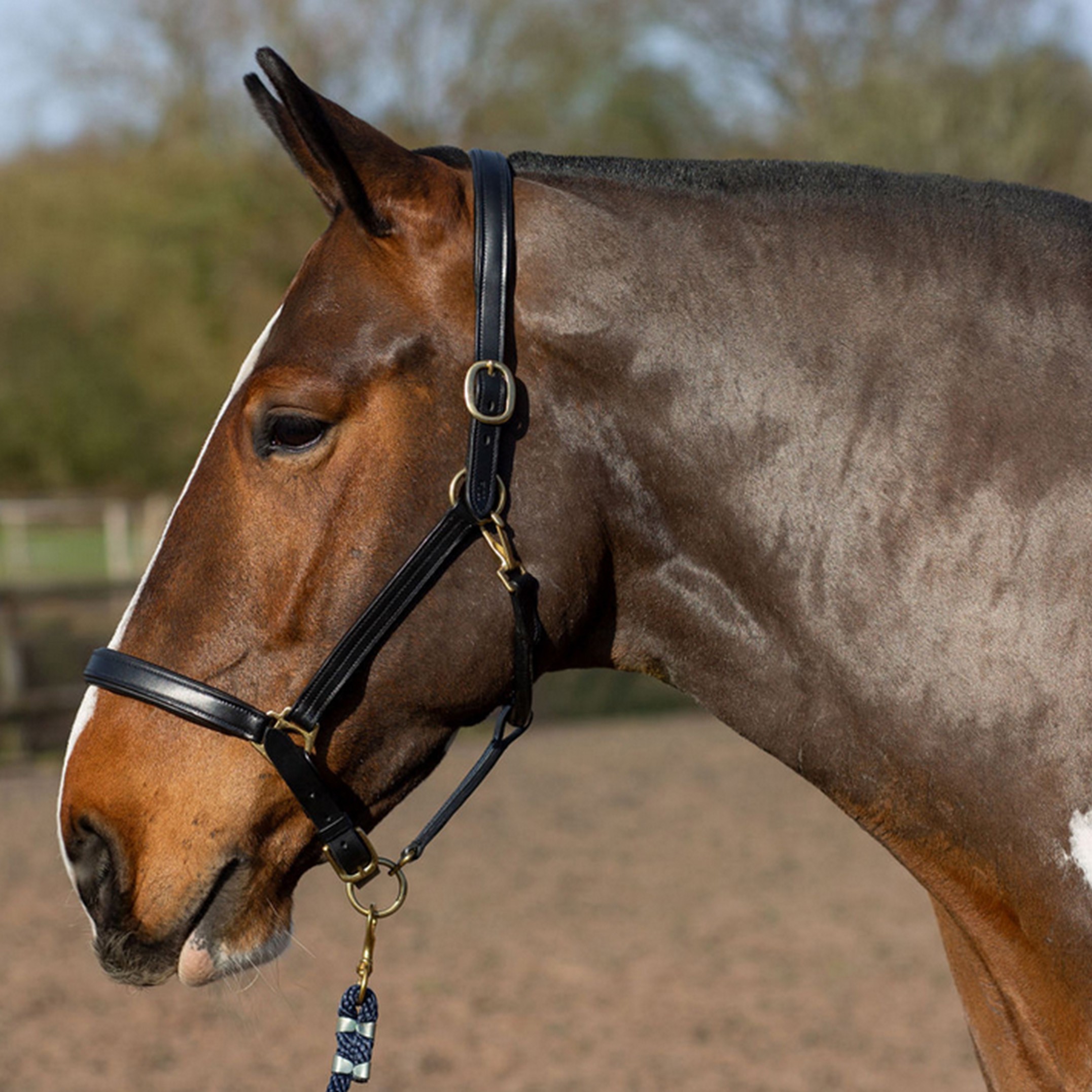 GALLOP Premium Padded Leather Headcollar